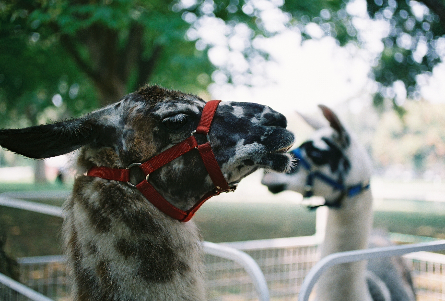 sacramento-petting-zoo-llama-alpaca-family by Rachel Sima Photography