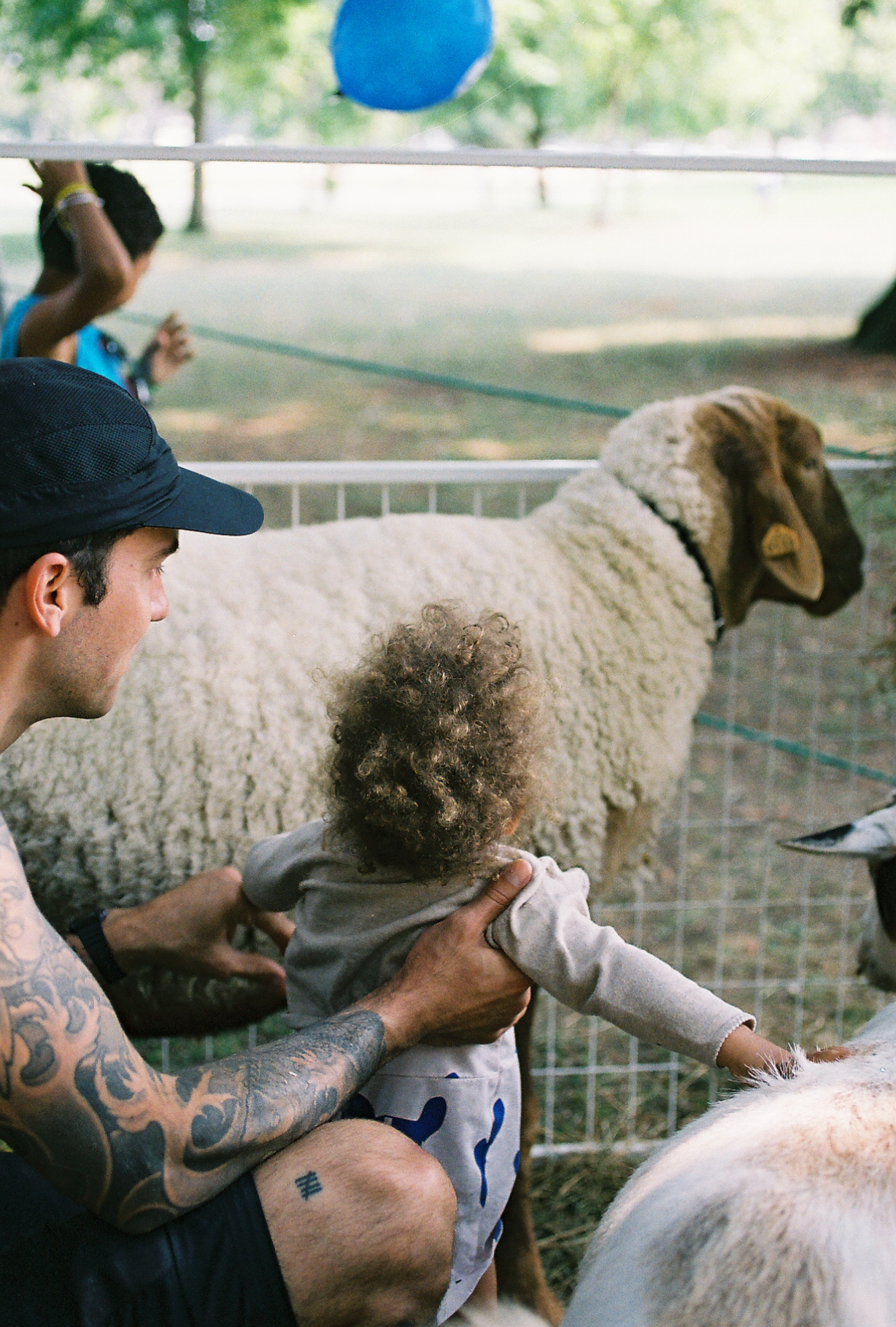 petting-zoo-sacramento-sheep-family-photography by Rachel Sima Photography