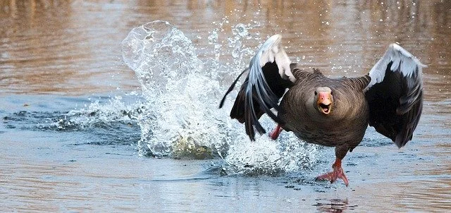 The Goose That Went on Crusade  by Dr Kathleen Walker-Meikle