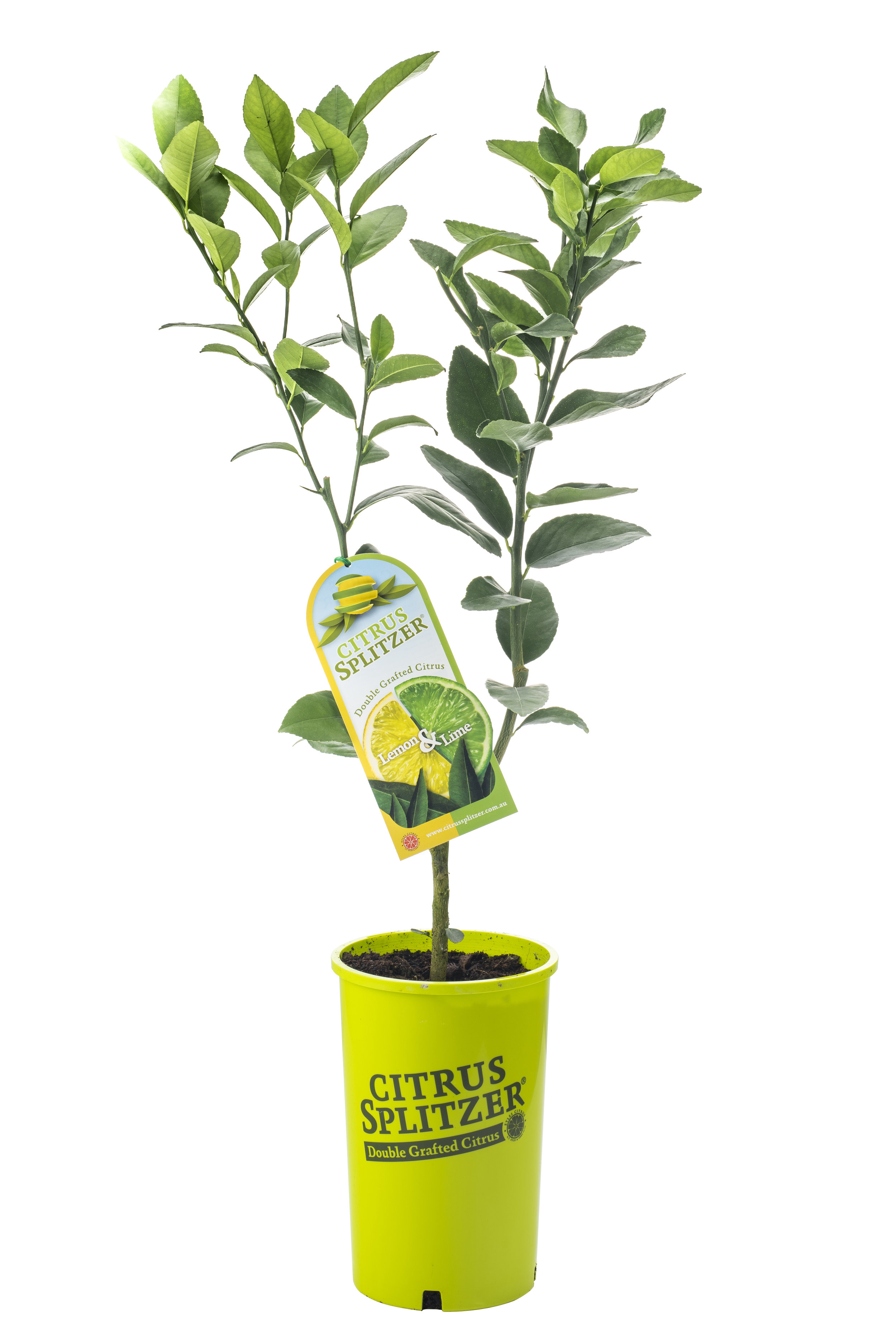 Kaffir Lime Tree