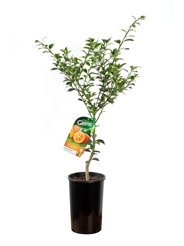 Sunrise Lime sm.jpg