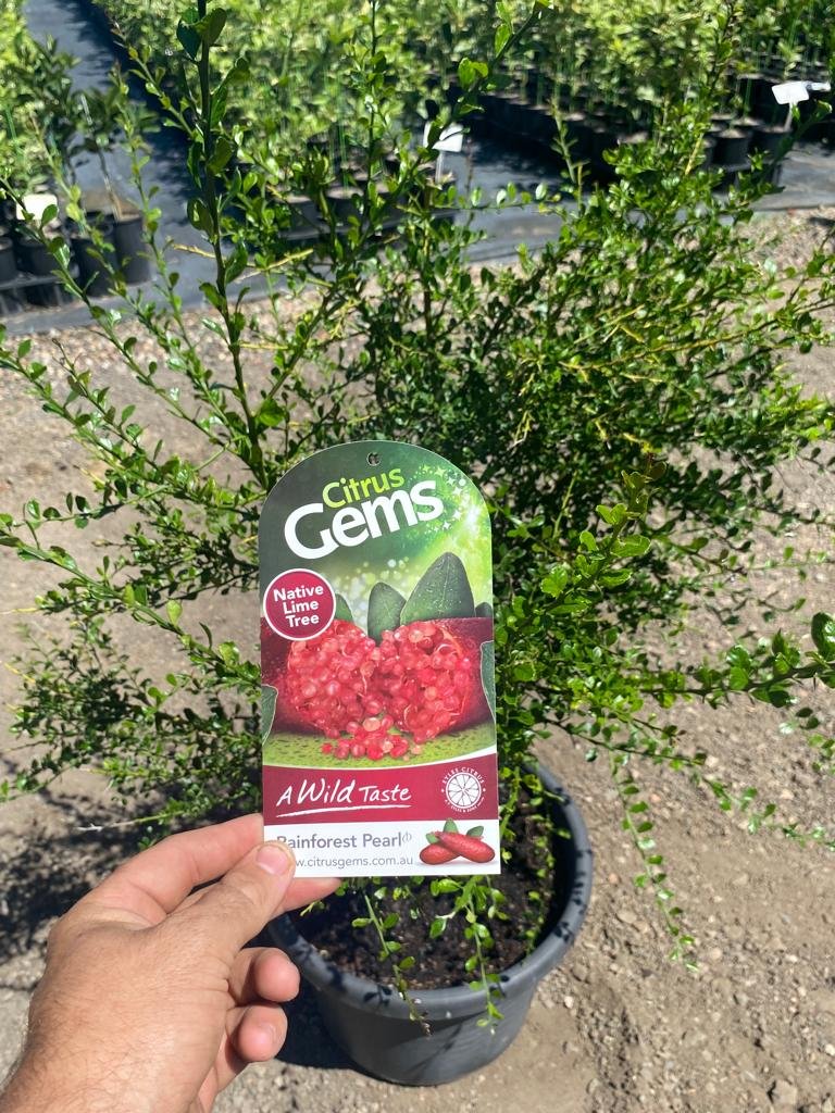 Advanced citrus tree, rainforest pearl finger lime — Citrus Men