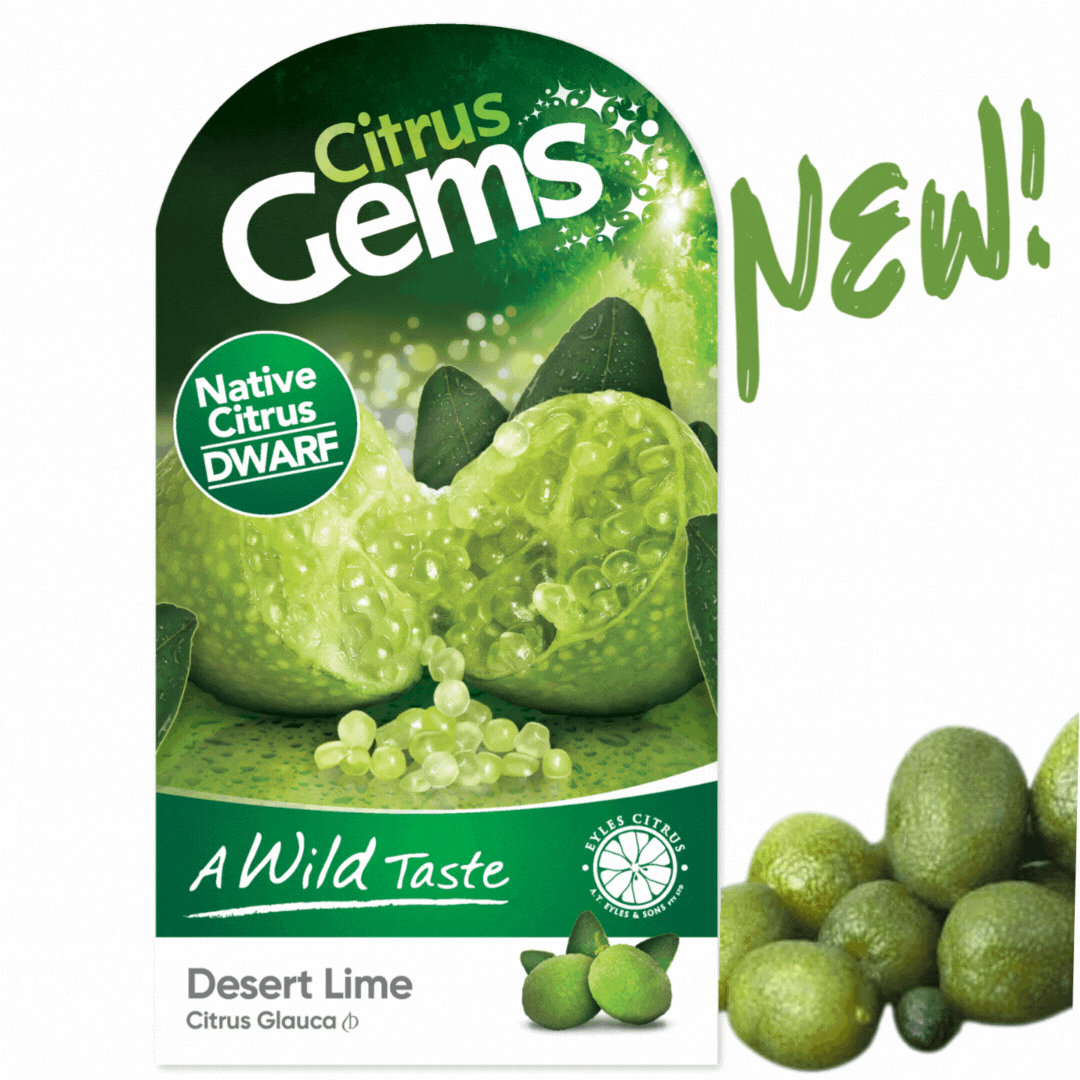 Byron Sunrise red finger lime Citrus Gems, native citrus tree. — Citrus Men