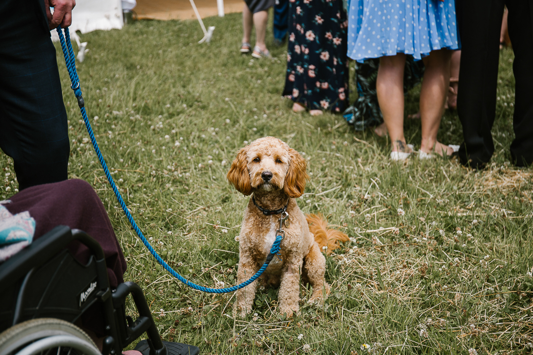 dog at wedding in the cotswolds