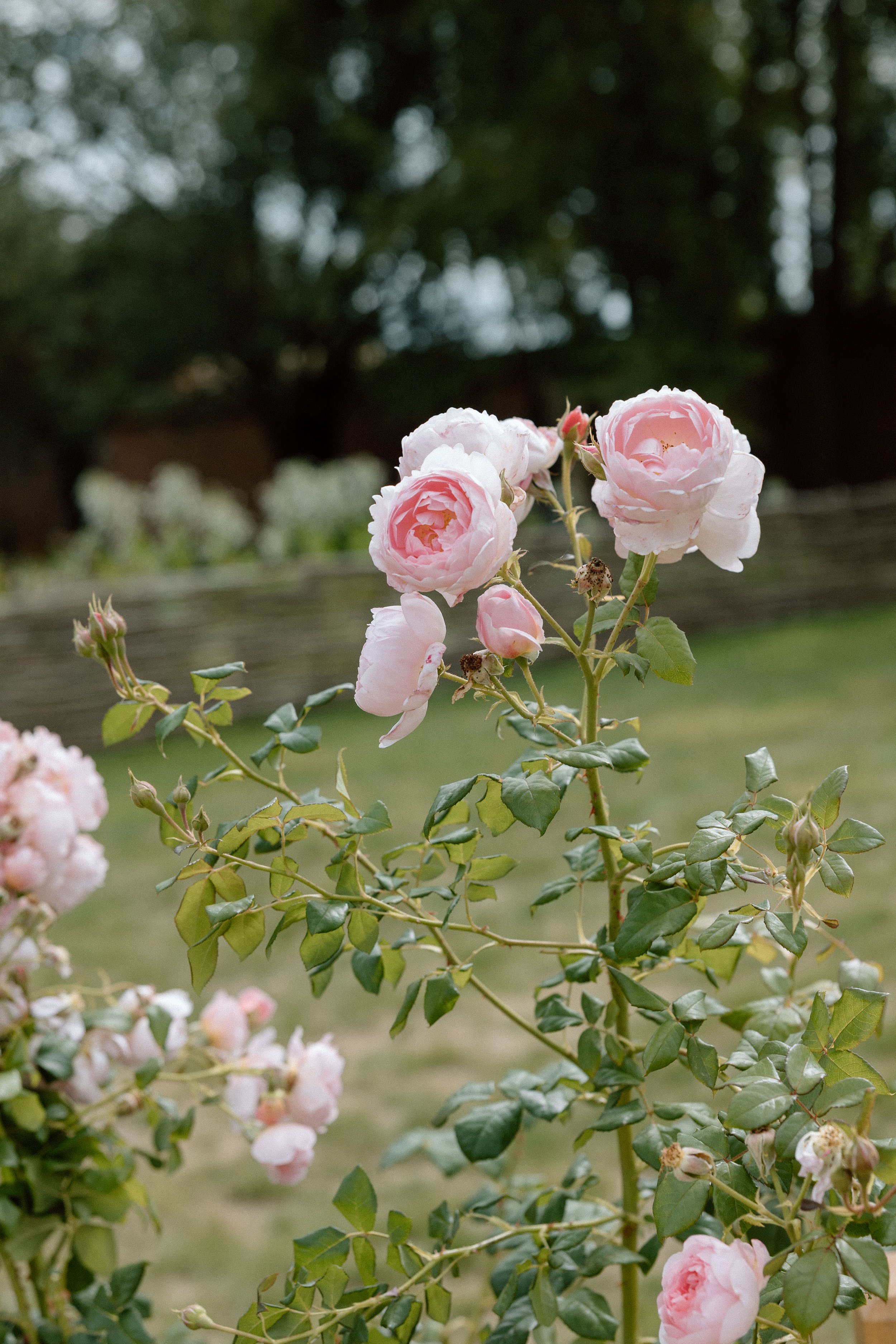 Kin House Wedding photographer, Kin House Pool-37.jpg