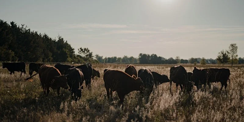 Grama Grass &amp; Livestock Community BBQ