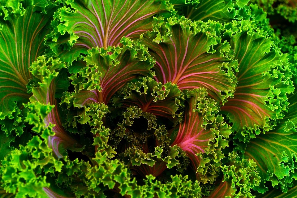 Summer CleanTox Tips- #3 - Kale