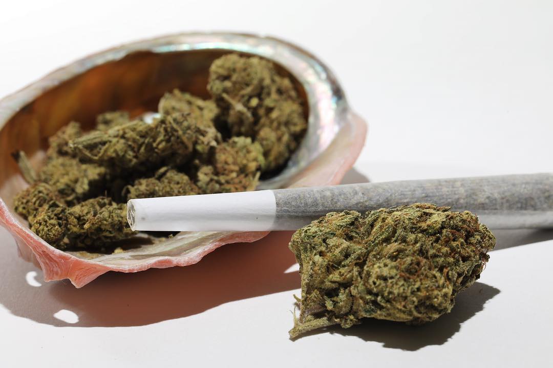 cannibis3.jpg