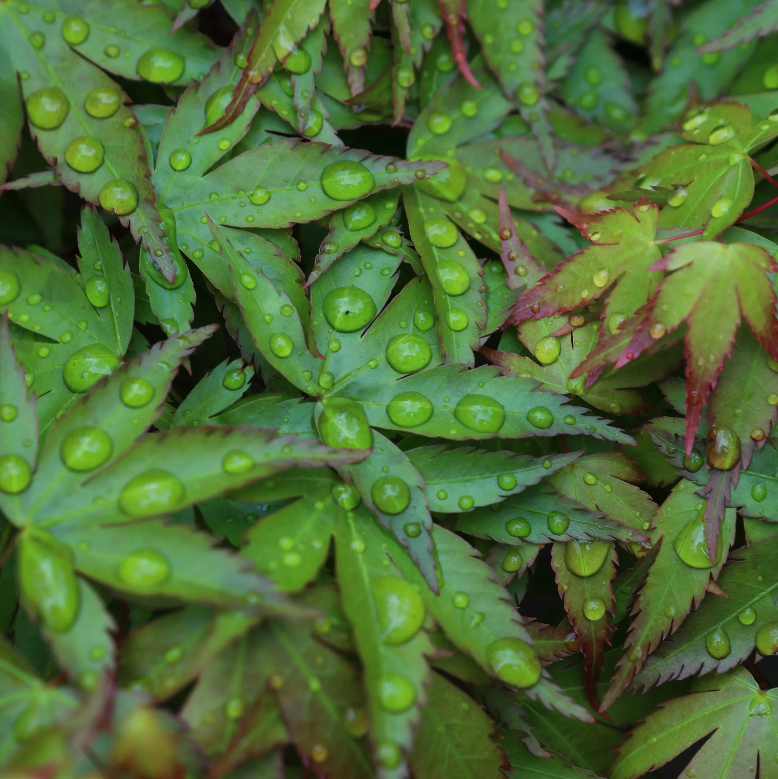 503A9711 copy square.jpg