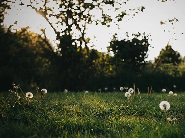 A fresh crop of dandelion clocks in the back garden: grown tall enough to catch the very last of the light, despite the best efforts of the intermittent downpours (and the lawn mower)...
#littlethings #dandelions #capturinglight