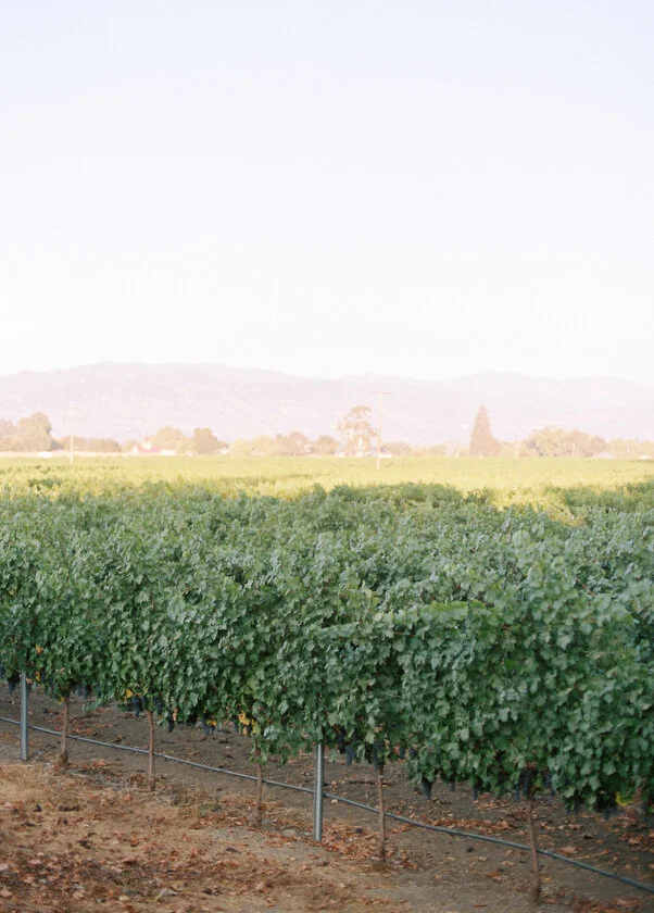 Napa Valley Travel Guide 