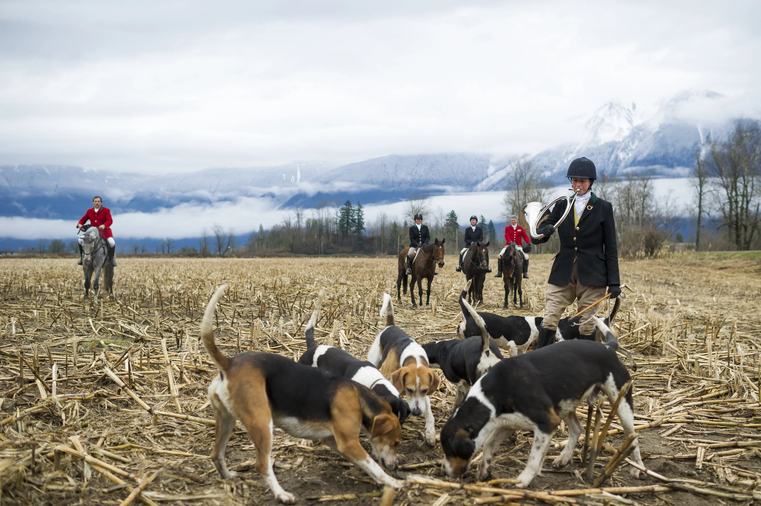  December 26, 2014 - Agassiz, BC - Michele Cameron, the whipper-in plays a tribute to the hounds as they are rewarded with tripe after a hunt with the Fraser Valley Fox Hunt. Photo by Jimmy Jeong 