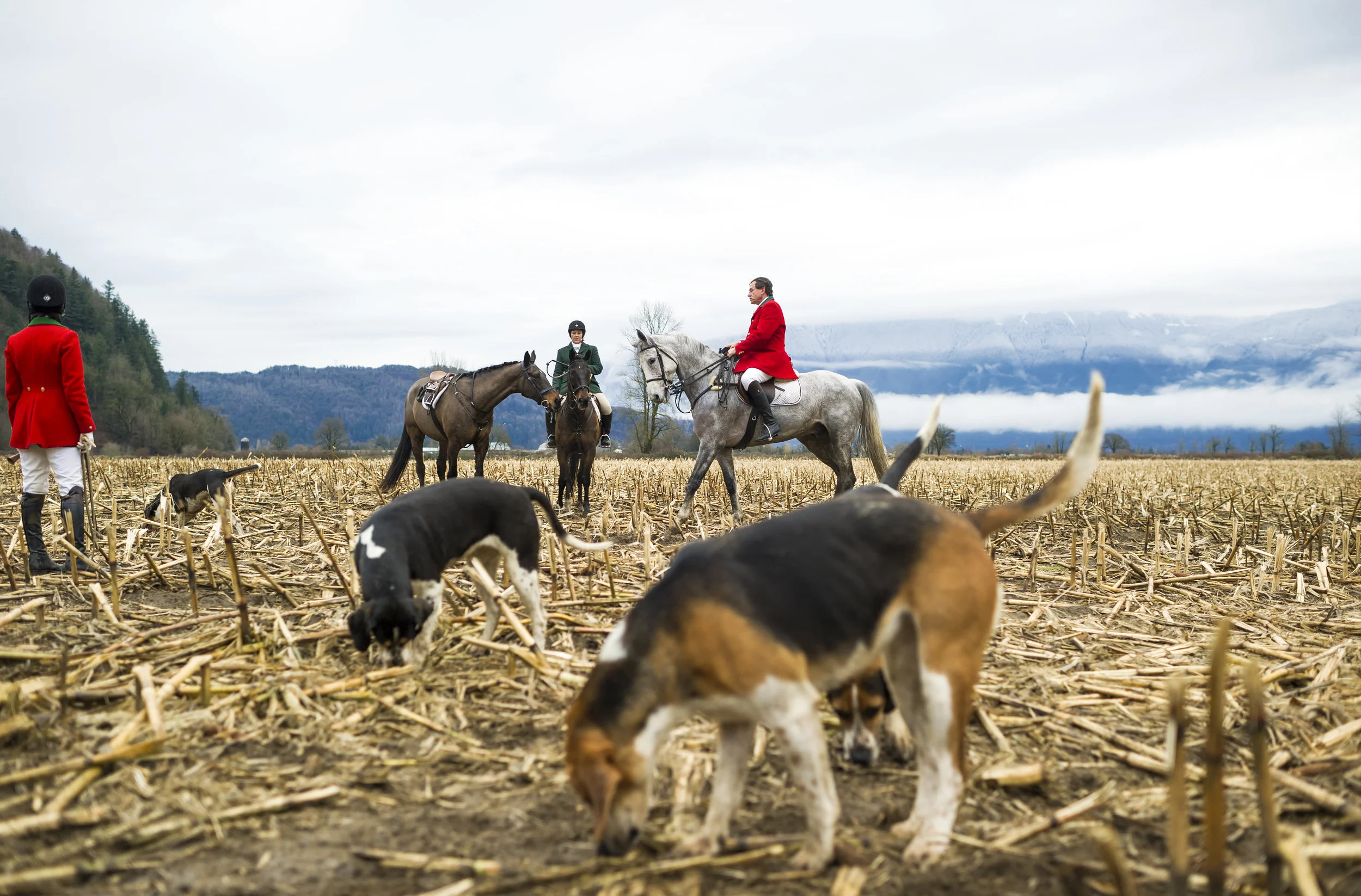  December 26, 2014 - Agassiz, BC - Fraser Valley Fox Hunt. Photo by Jimmy Jeong 