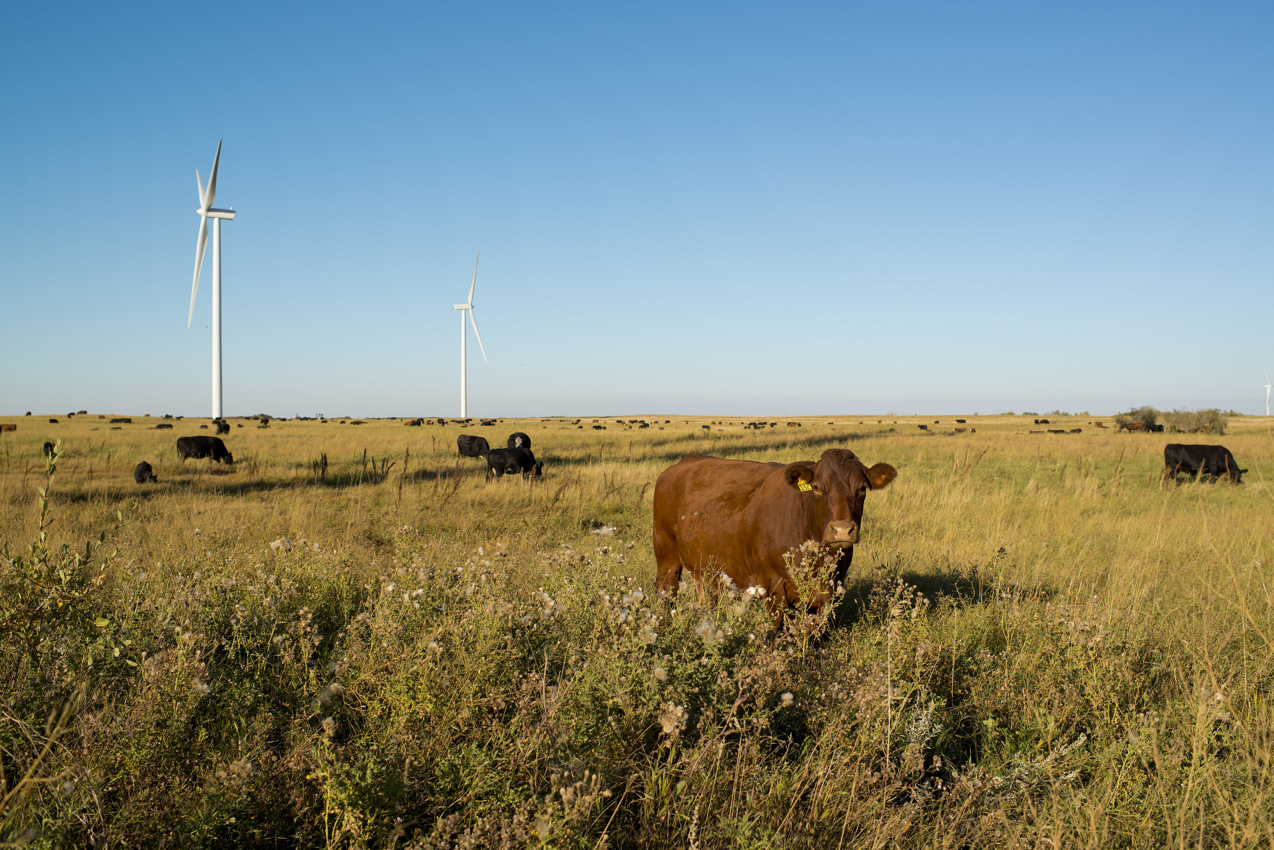  August 17, 2012 - Halkirk, Alberta - Capital Power's Halkirk Wind project. Photo by Jimmy Jeong 
