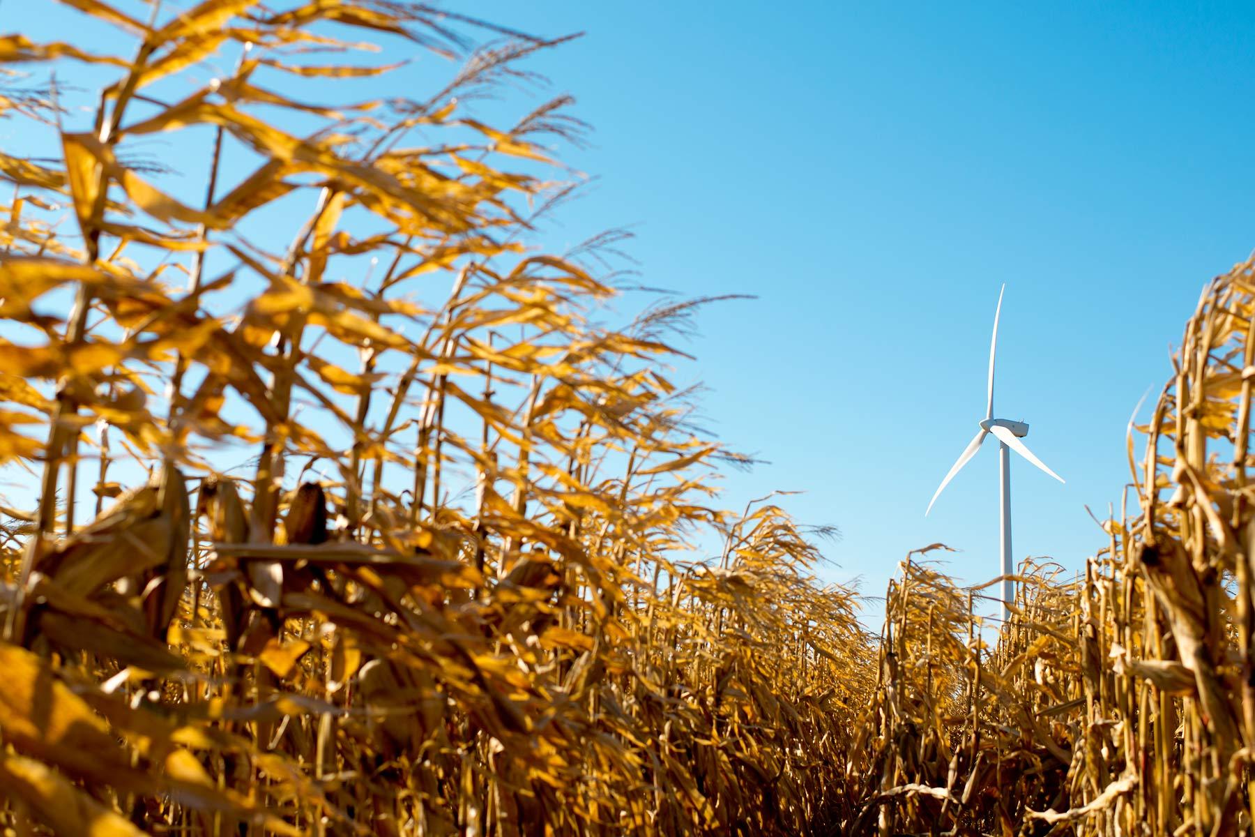  20121017 - Capital Power's K1 and K2 wind turbines site near Goderich, Ont. Photo by Jimmy Jeong / JimmyShoots.com 
