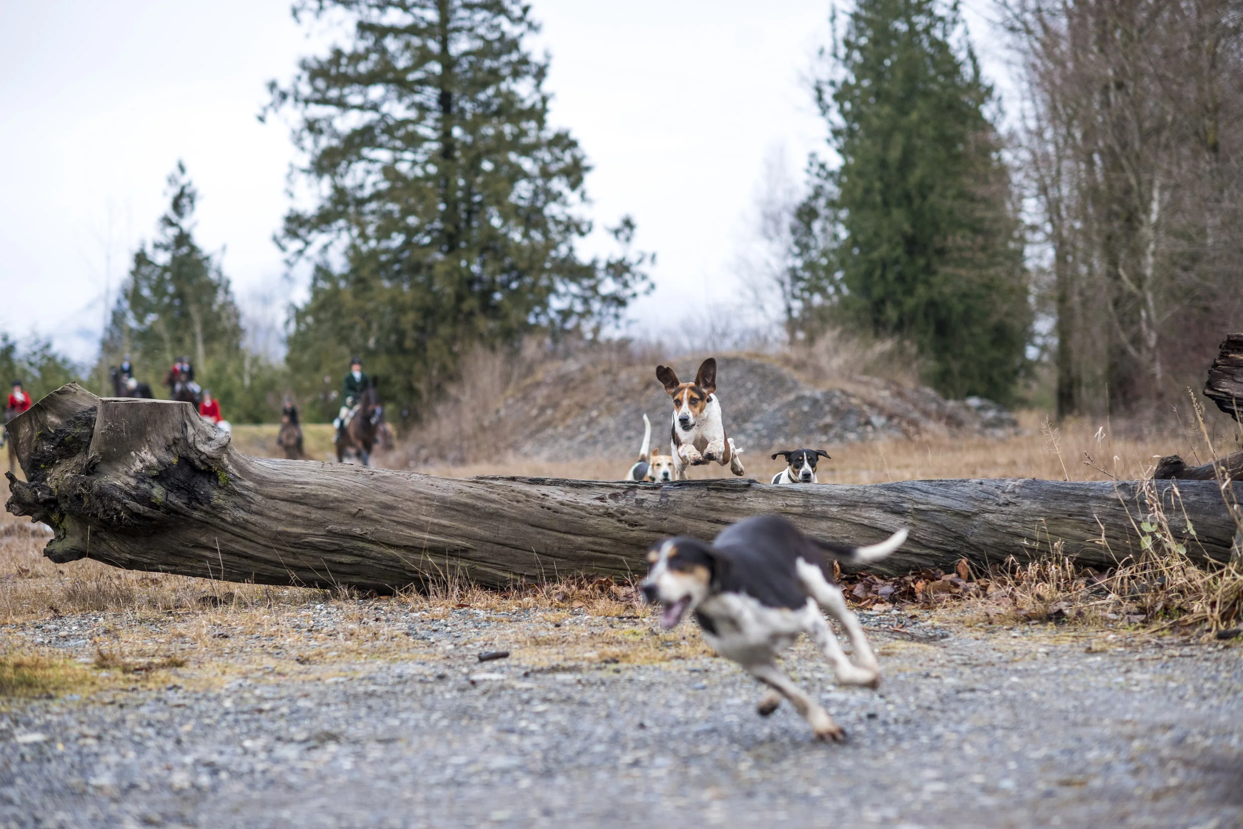  December 26, 2014 - Agassiz, BC - Fraser Valley Fox Hunt. Photo by Jimmy Jeong 