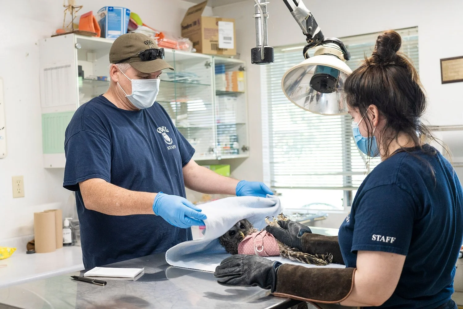  July 27, 2022 - Delta, British Columbia - Staff at OWL (Orphaned Wildlife) Rehabilitation Society perform a check-up on an owl. Photo by Jimmy Jeong 