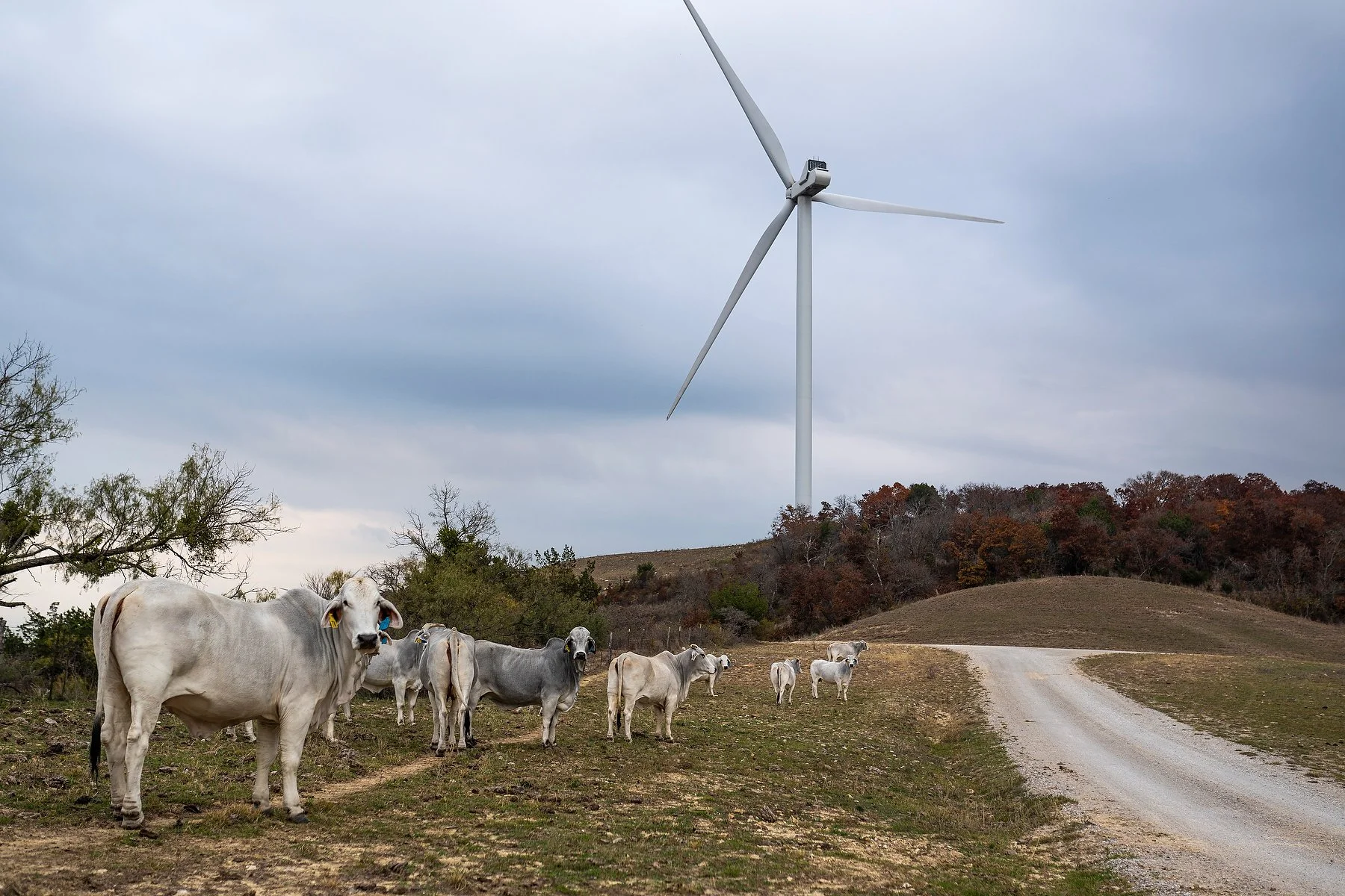  Capital Power’s Buckthorn Wind in Mingus, Texas. USA, on December 08, 2022. Jimmy Jeong 