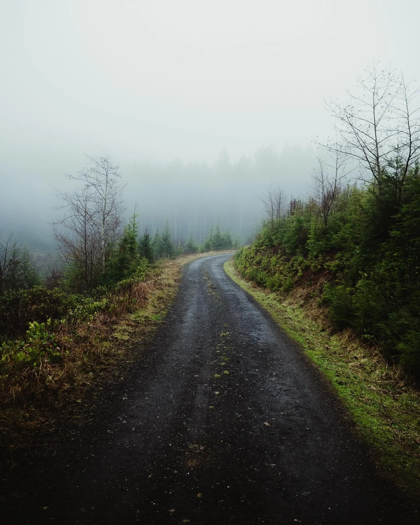 A moody day calls for driving in the mountains and listening to Wonderland 🌧️🌲✨