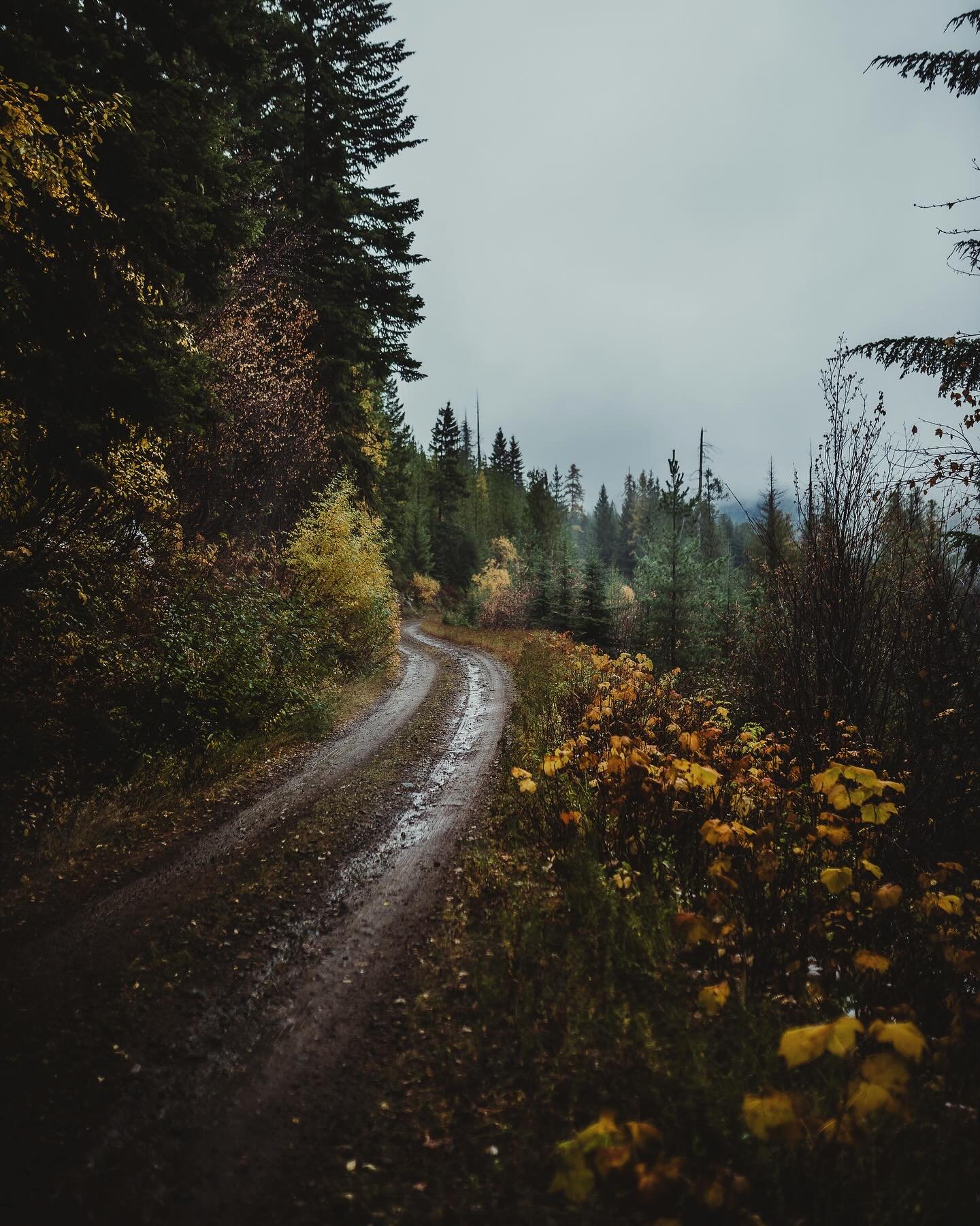 Somewhere up North 🌲