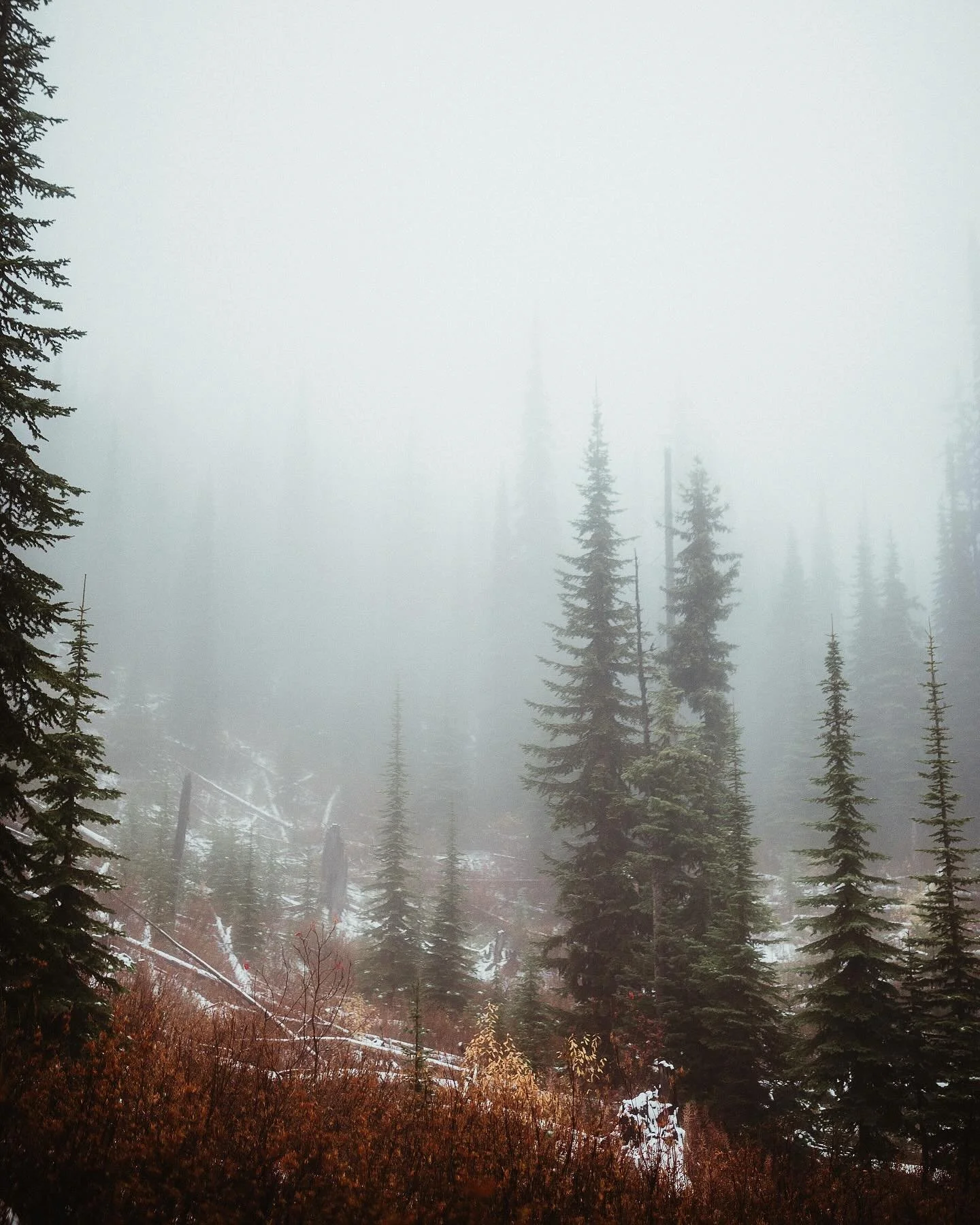 Whispers in the mist ❄️