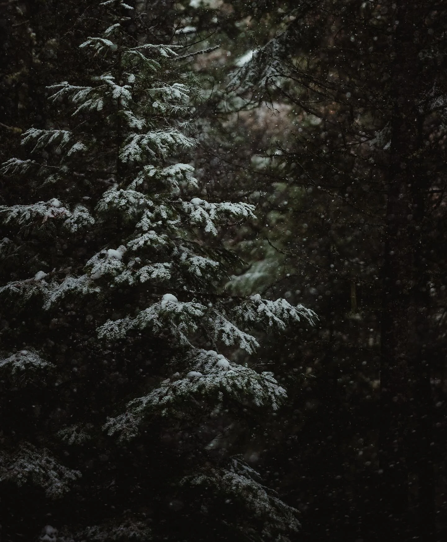 The peaceful quiet of snow falling on a dark winter day ❄️