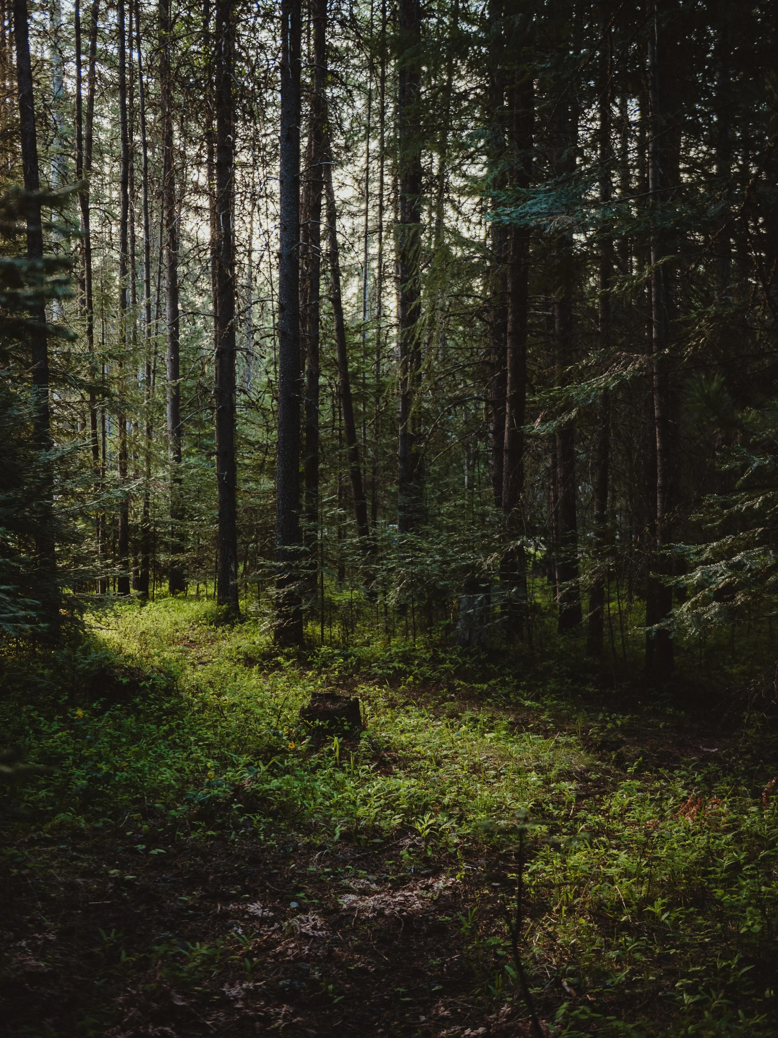 Early morning walks in the woods. There&rsquo;s something deeply cleansing being in the forest 🌲