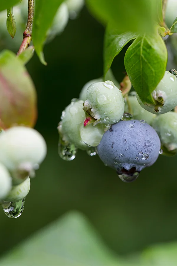 Blueberries-600.jpg