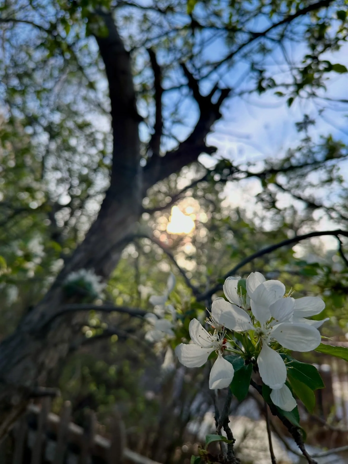 As the shift settles in,
as our momentum slowly builds,
as our growth becomes visible..

Take a moment to honor the darkness that was essential to this becoming.

For it is only on the darkest of nights that we can find our North star.

It is only th