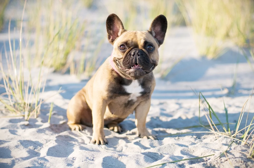 Cape Cod French Bulldogs