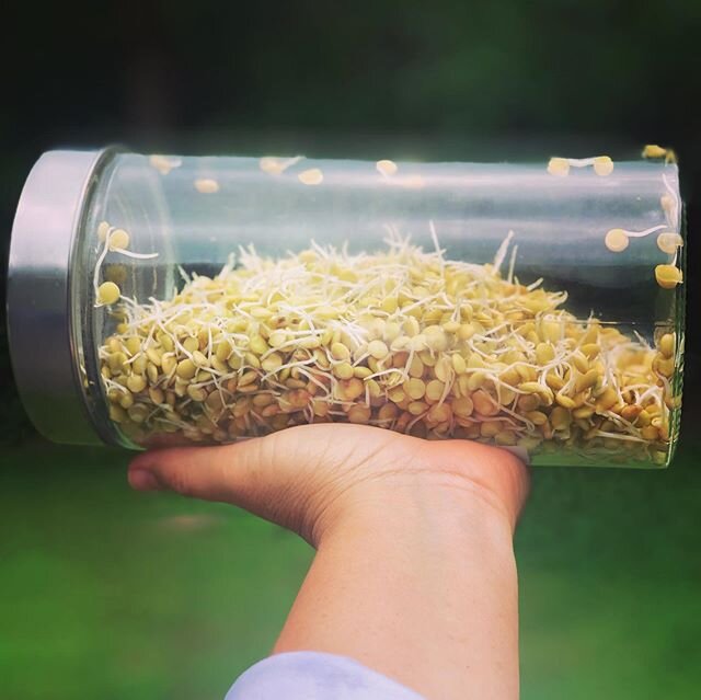 So much protein, fiber and deliciousness 🌱💚
Super easy to sprout yourself. 
Check out your local health food store for jars and seeds. 
Sprouts add so much life and nutrition to each meal!
Caution:
Be sure to watch a few videos and read up on the i