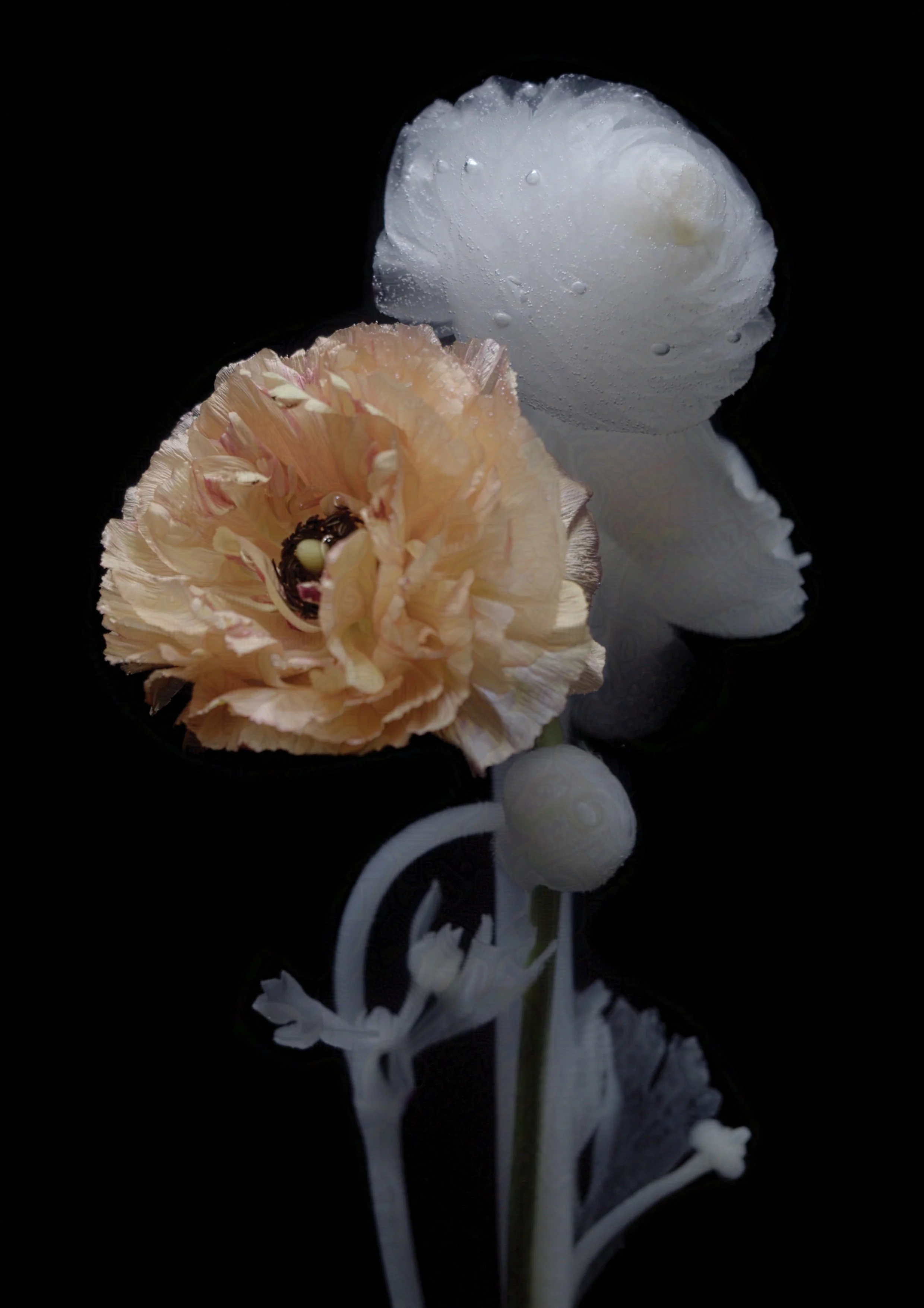 November (Copy)