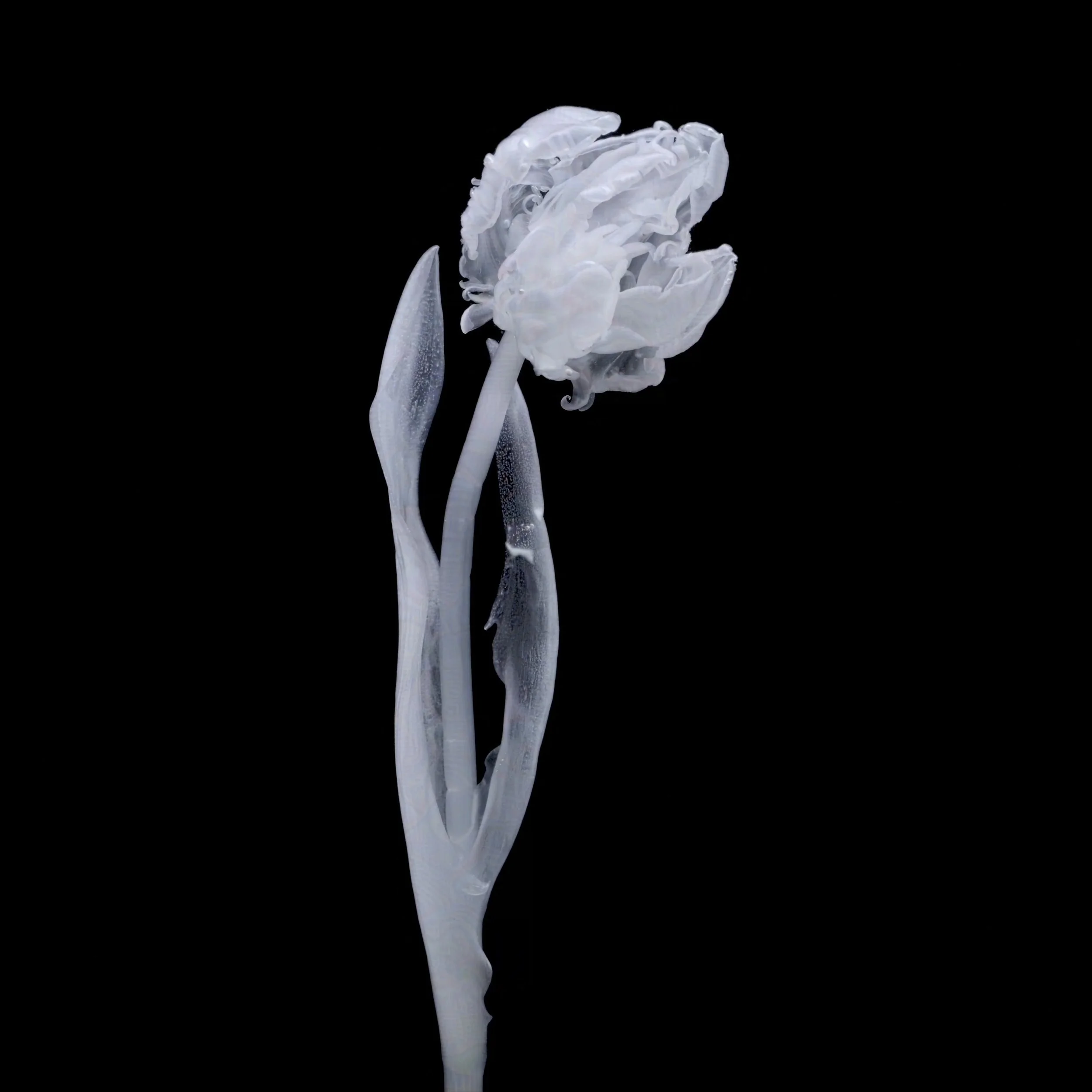 Rococo Tulip-protected-intensity-DEFAULT-V2.jpg