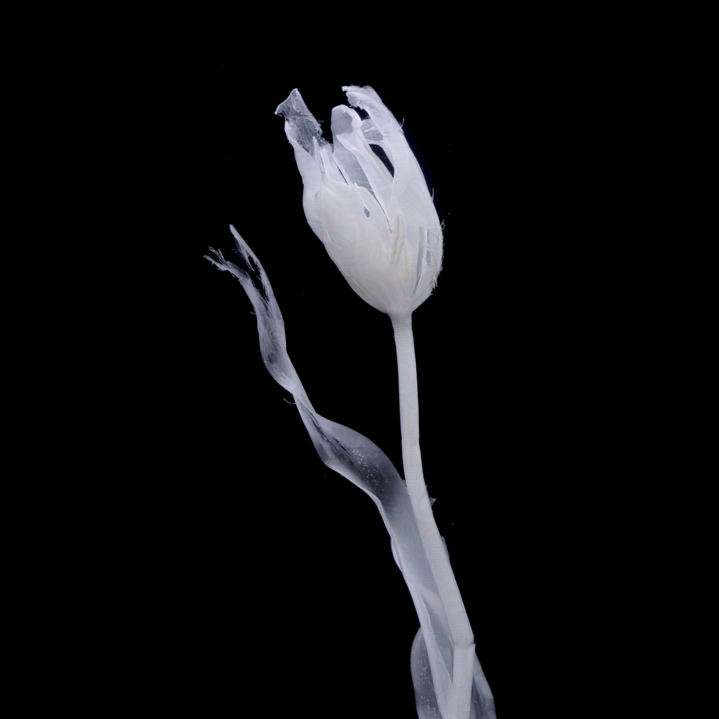 Jan Van Ness_Eclipsed-protected-intensity-DEFAULT-V2.jpg