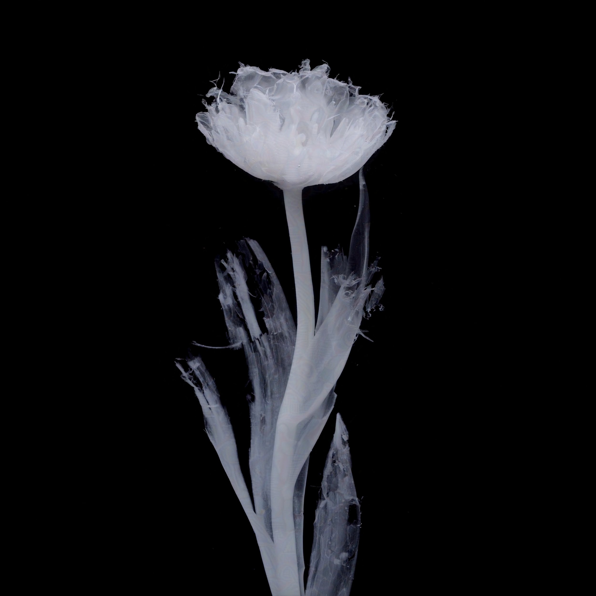 Jonquires Tulip_Eclipsed-protected-intensity-DEFAULT-V2.jpg