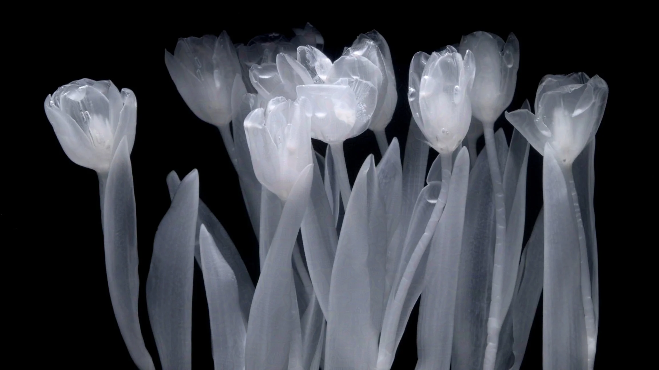 Rebirth is not a Recycle