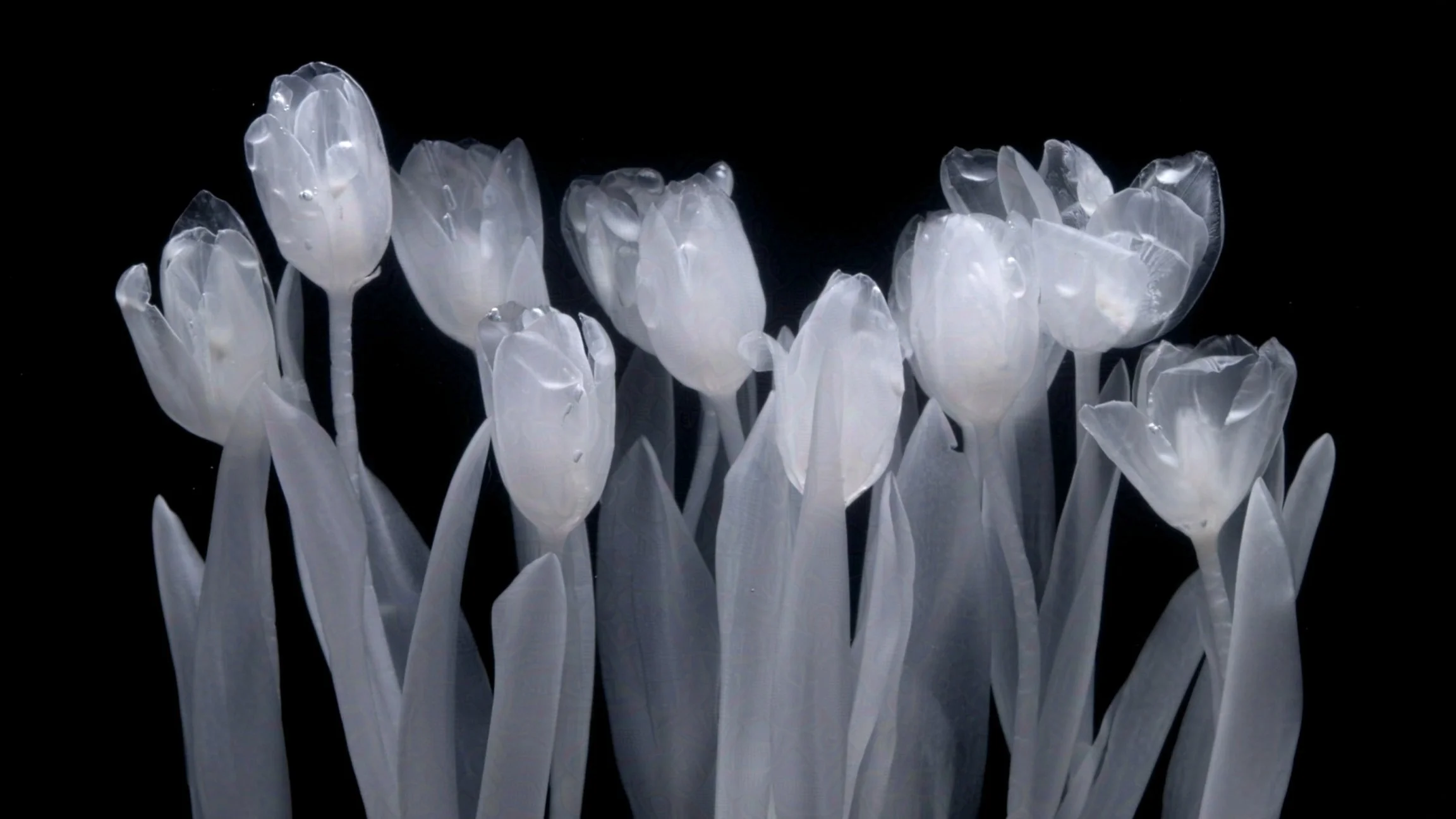 Rebirth is not a season