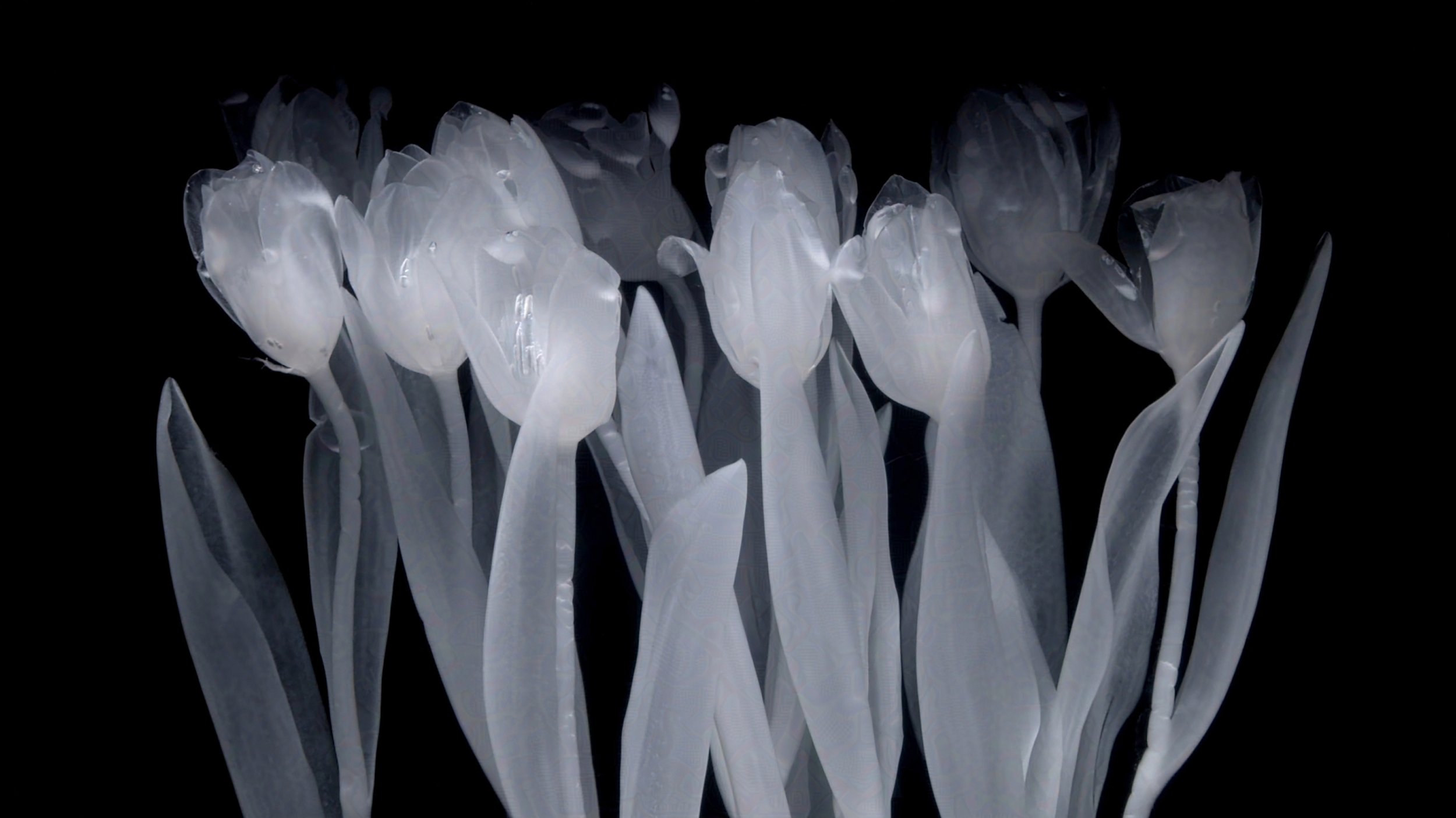 Rebirth is evolution