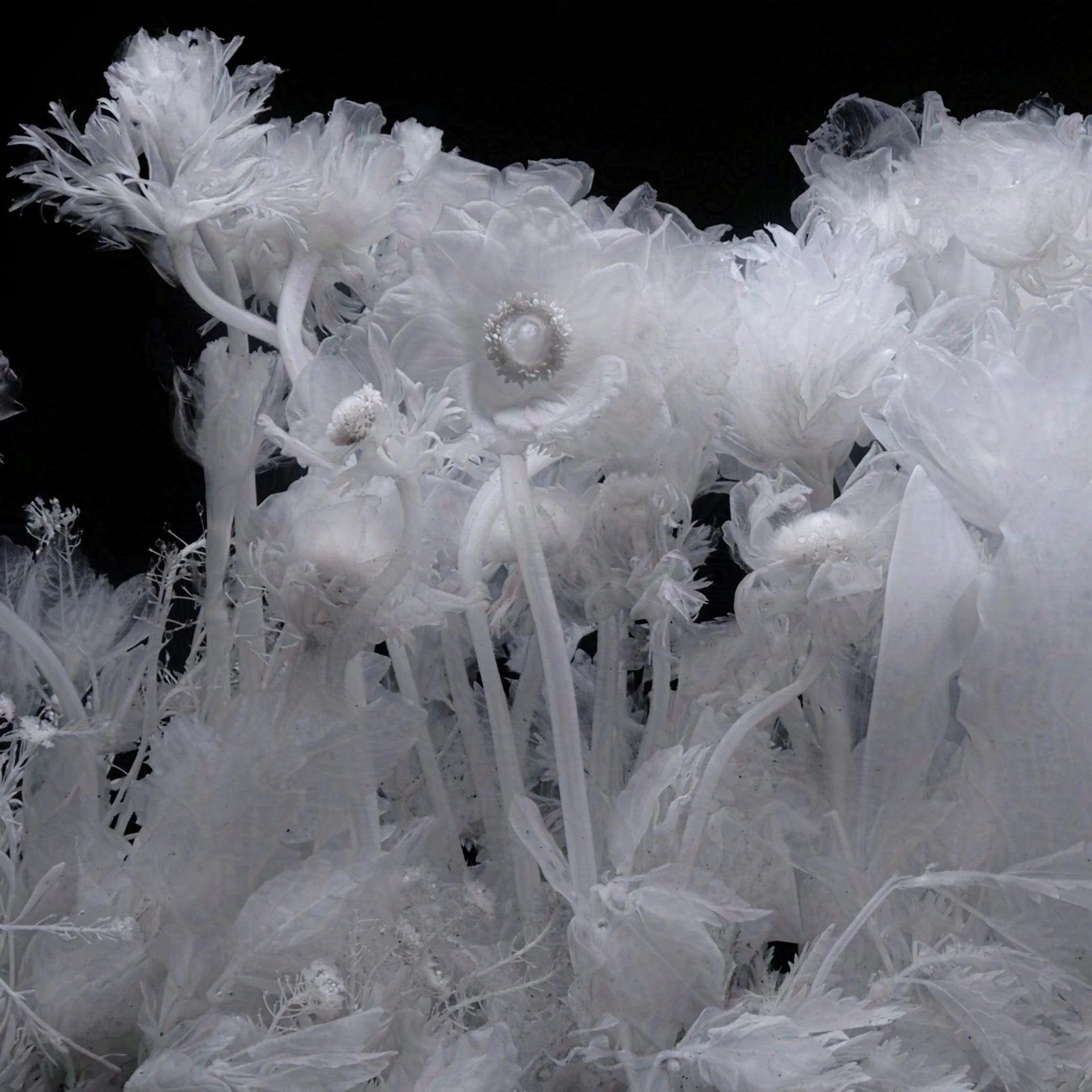 Ammil Hill Thumbnail-protected-intensity-DEFAULT-V2.jpg