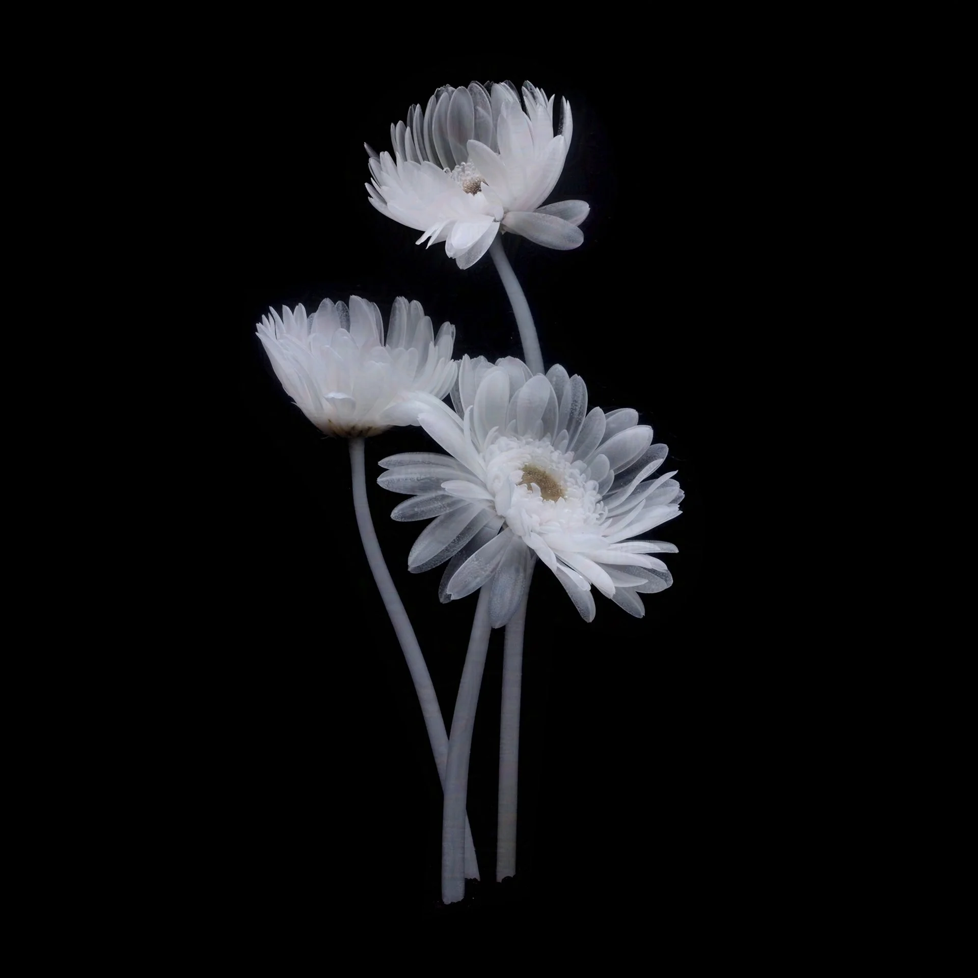 Gerbera Daisy-protected-intensity-DEFAULT-V2.jpg