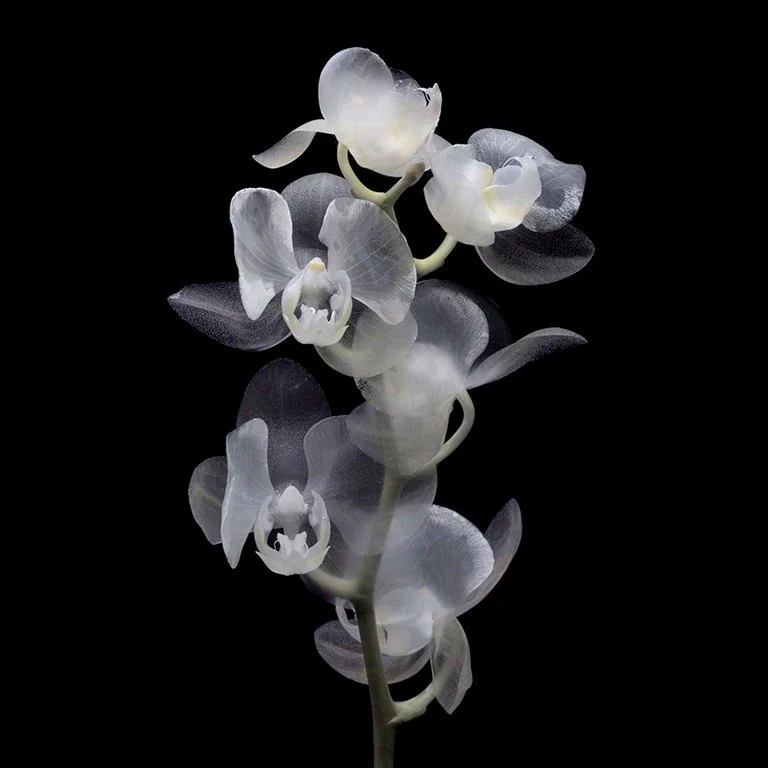 Orchid