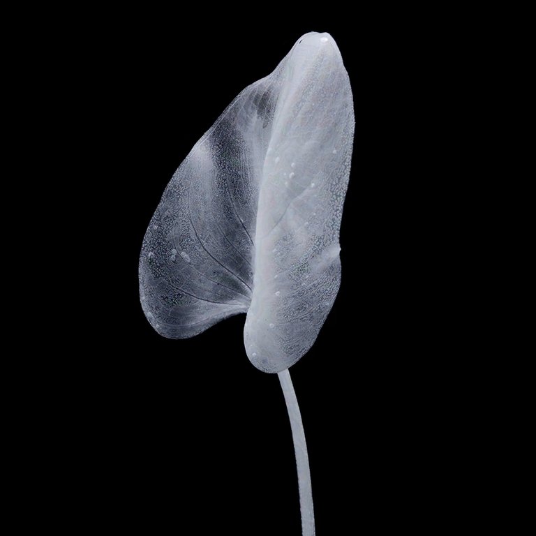 Cala Lily Leaf 