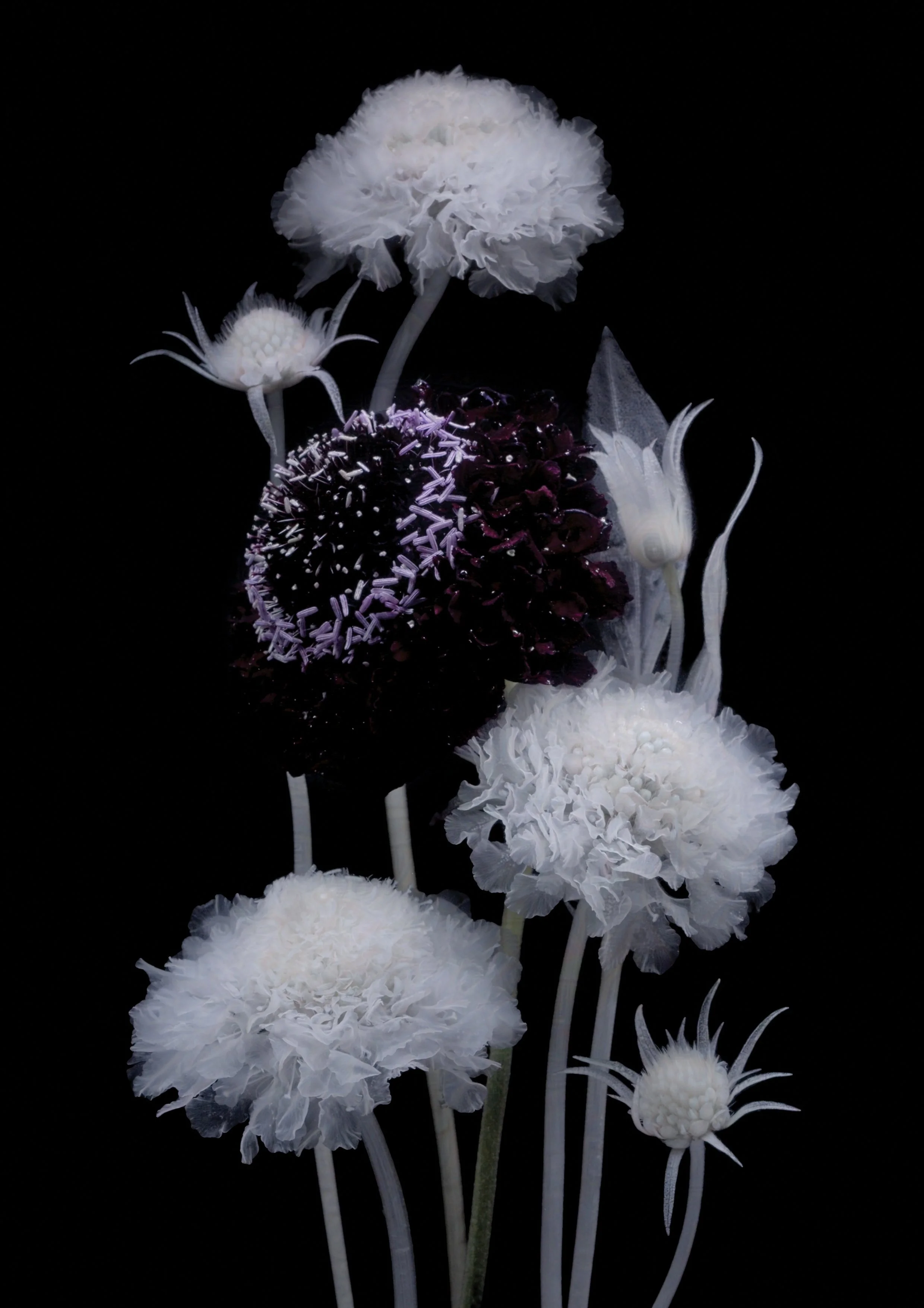 02_February_Scabiosa-protected-intensity-DEFAULT-V2.jpg