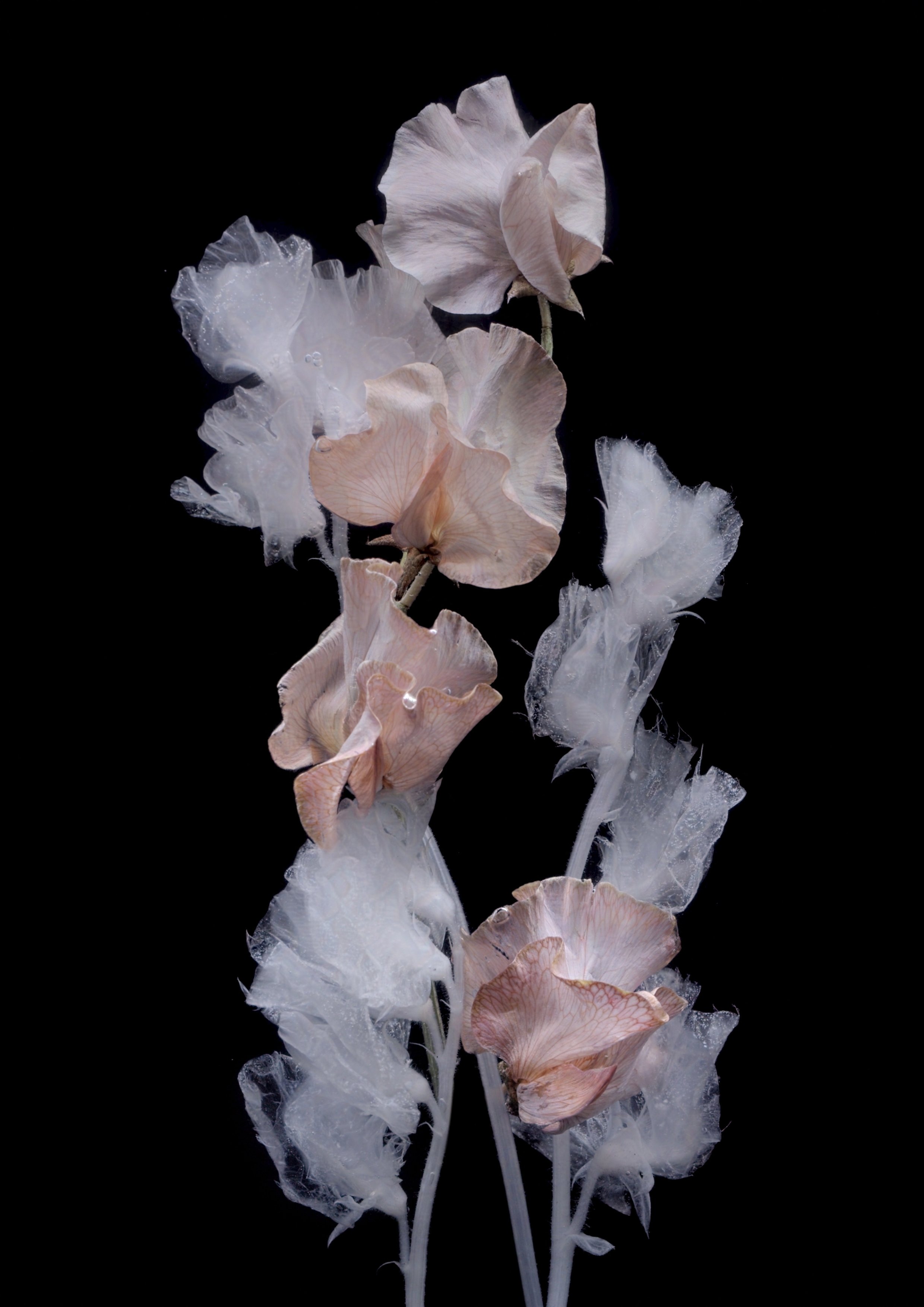 04_April_Sweet Pea-protected-intensity-DEFAULT-V2.jpg