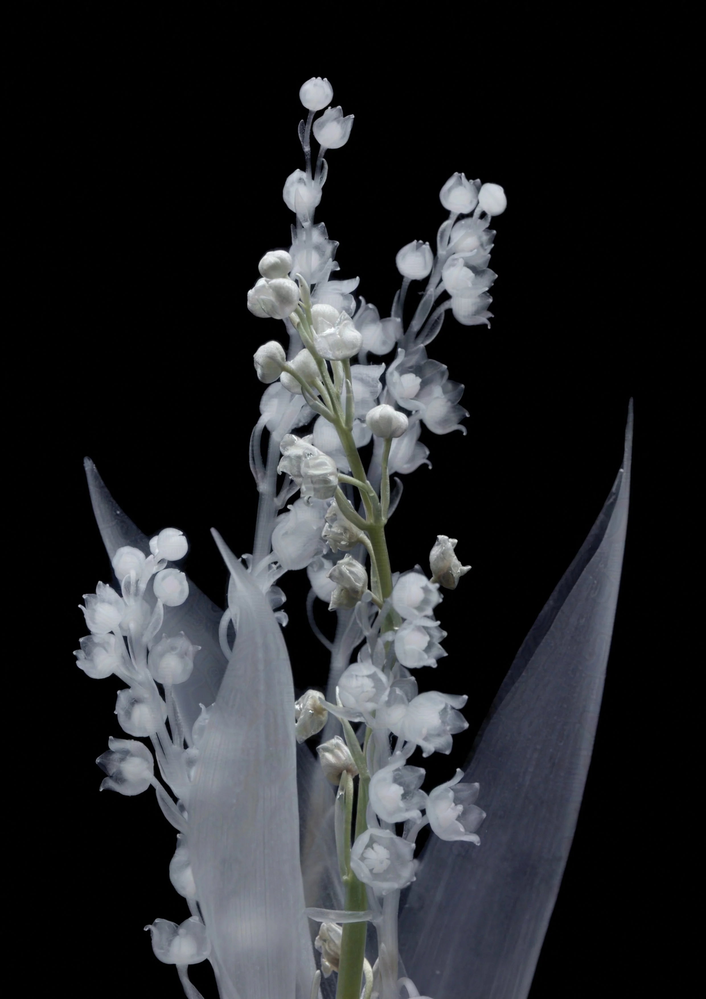 05_May_Lily of the Valley-protected-intensity-DEFAULT-V2.jpg