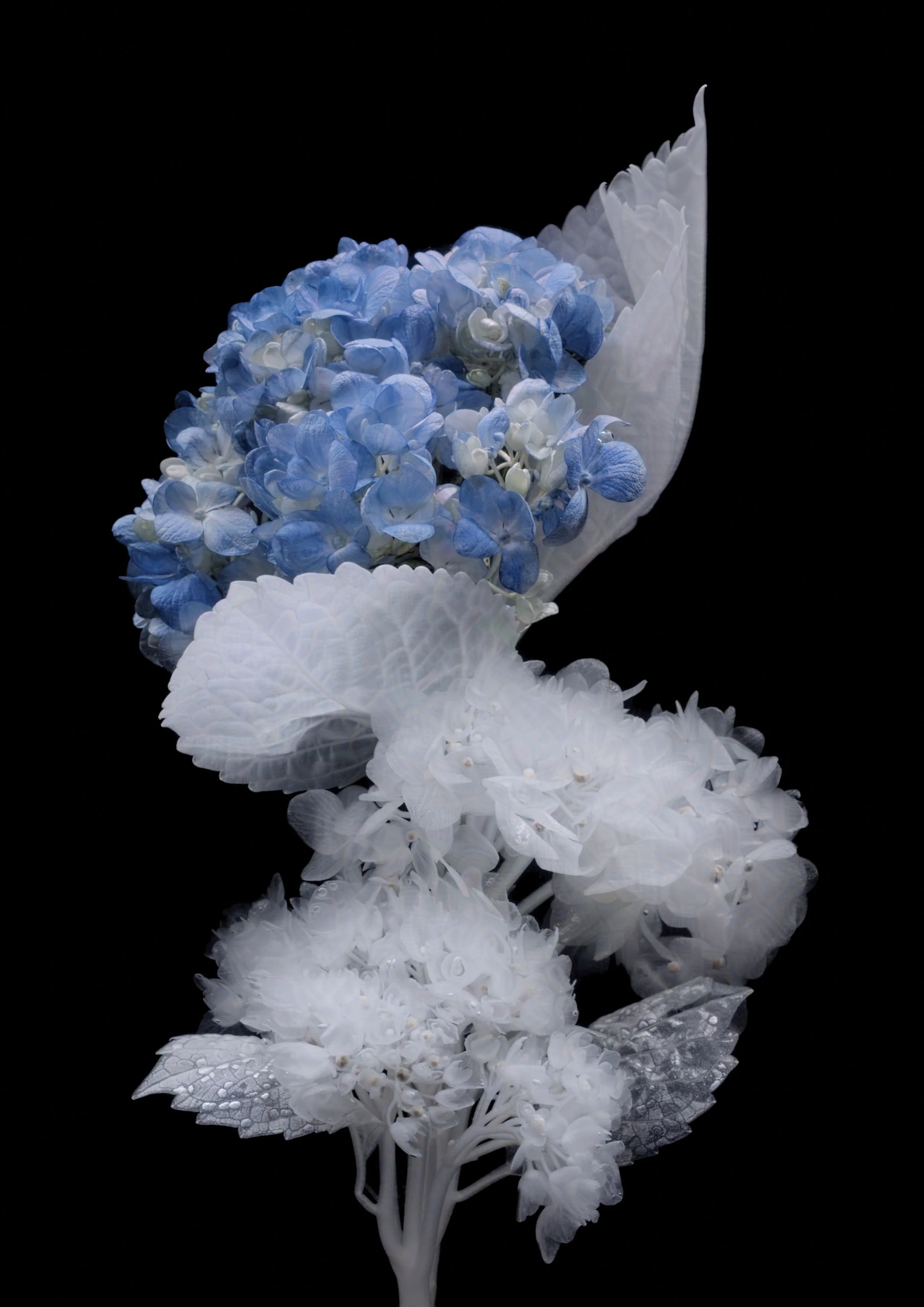 09_September_Hyacinth-protected-intensity-DEFAULT-V2.jpg