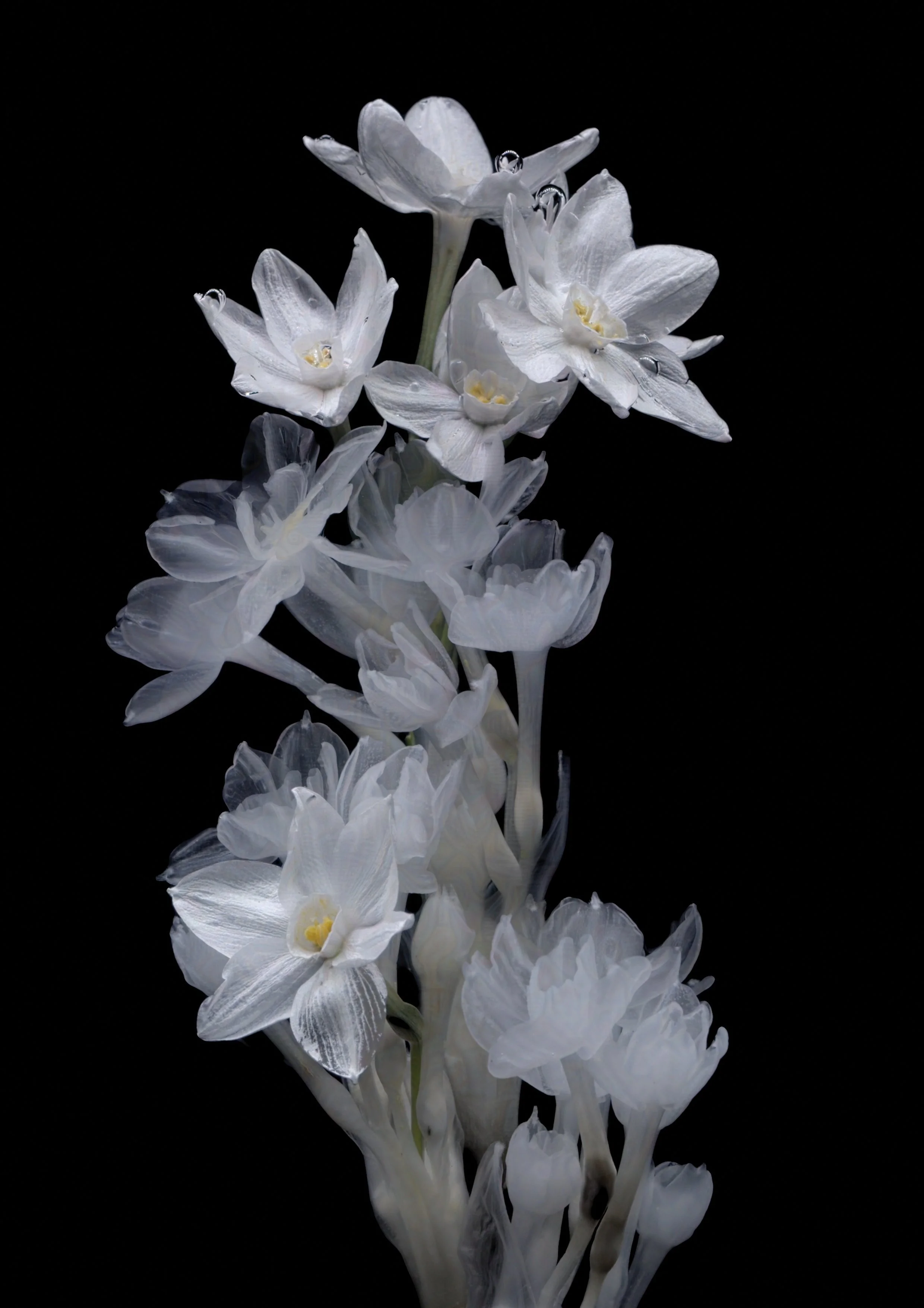 12_December_Narcissus-protected-intensity-DEFAULT-V2.jpg