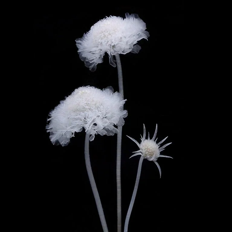 Scabiosa