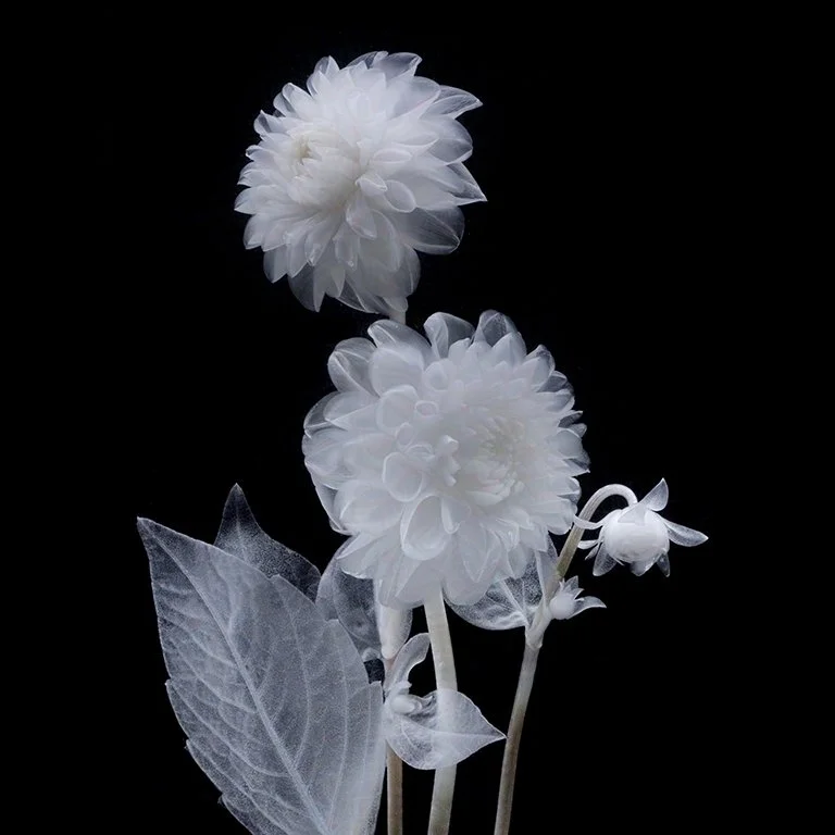 Dahlia
