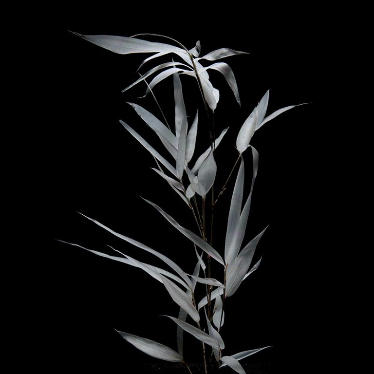 Fargesia Bamboo